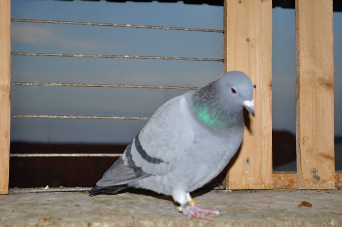 DSC_0052 - Pigeon2012