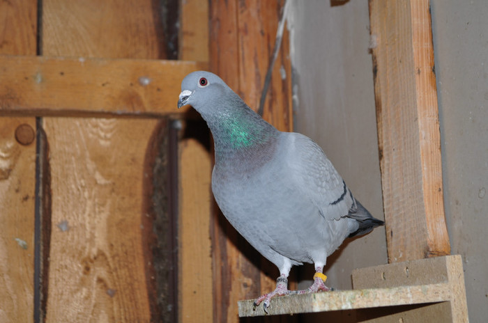 DSC_0053 - Pigeon2012