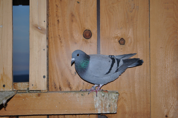 DSC_0054 - Pigeon2012