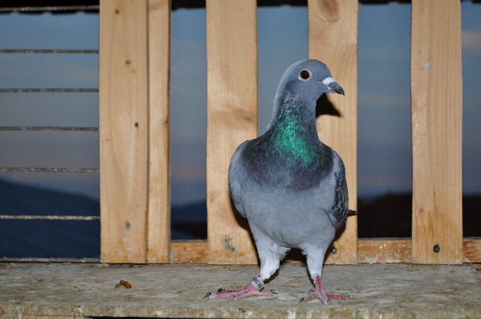 DSC_0055 - Pigeon2012