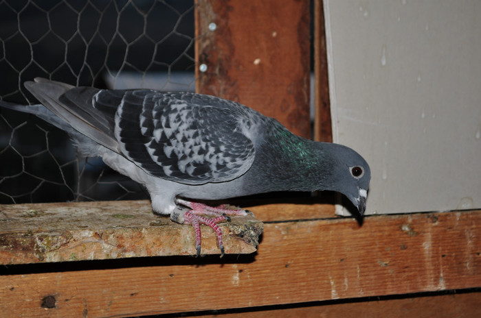 DSC_0056 - Pigeon2012
