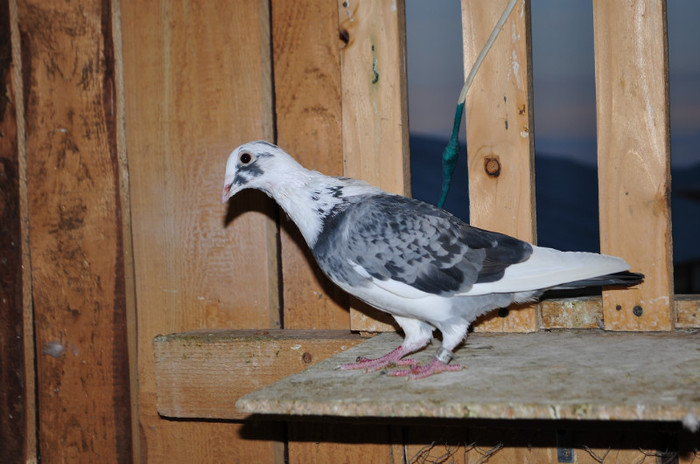 DSC_0057 - Pigeon2012