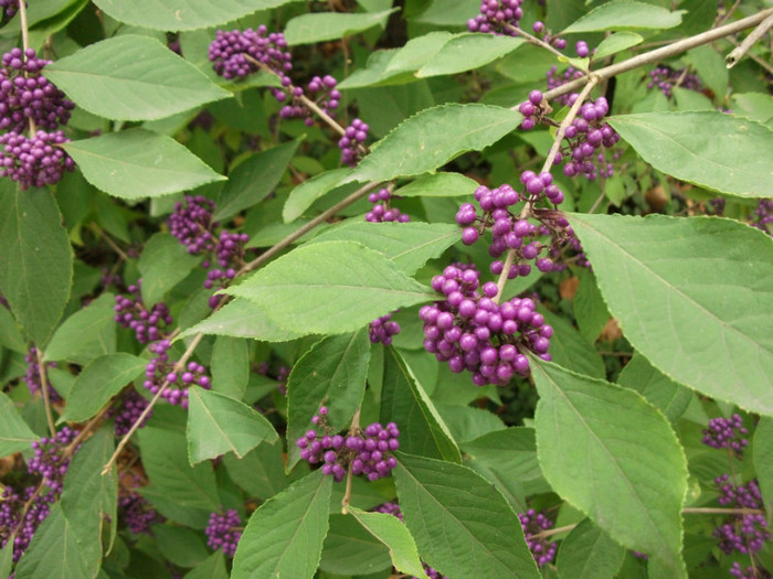 callicarpa - Gradina botanica si zoo Luisenpark