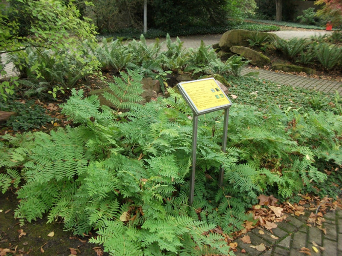 ferigi multe - Gradina botanica si zoo Luisenpark