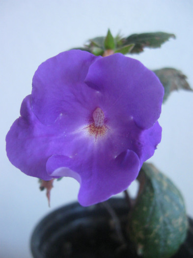 IMG_4445 PURPLE KING - Achimenes