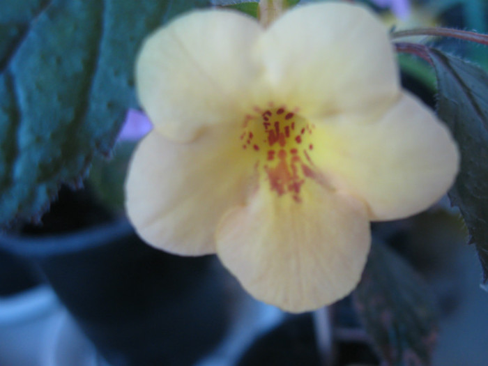 IMG_4689  YELLOW BEAUTY - Achimenes