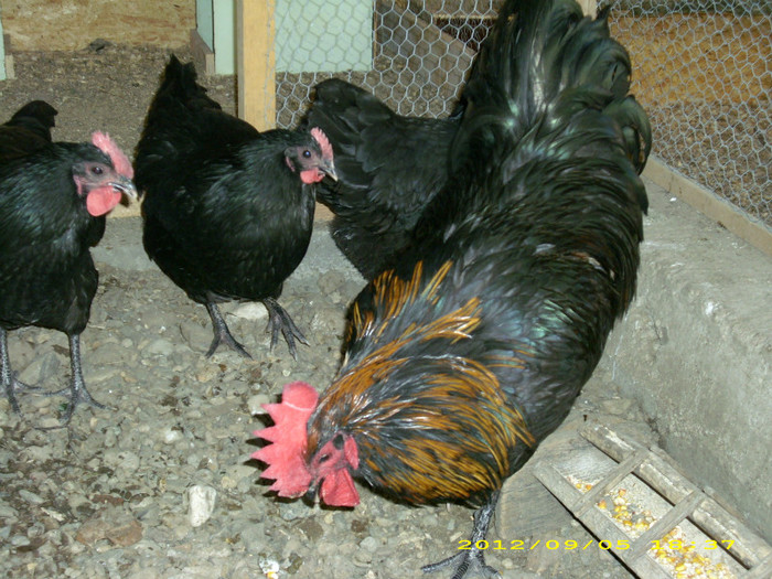 DSCI1049 - Australorp mature AM SCHIMBAT COCOSUL