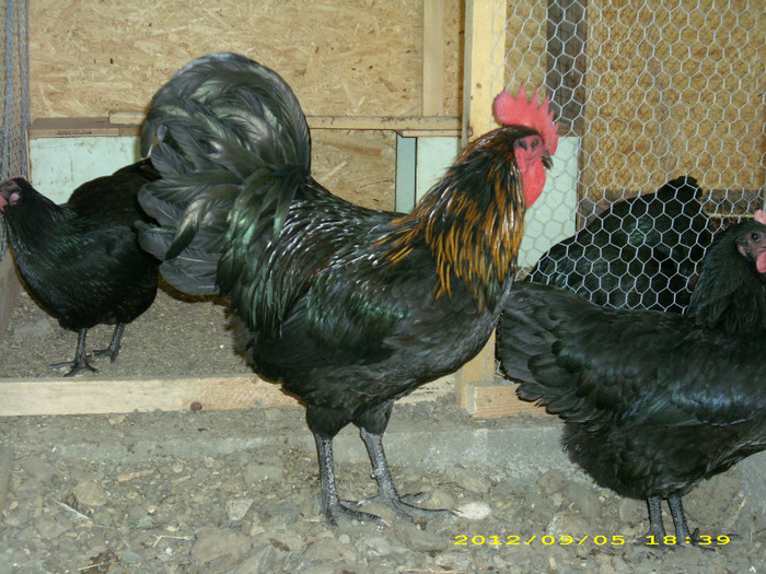 DSCI1059 - Australorp mature AM SCHIMBAT COCOSUL