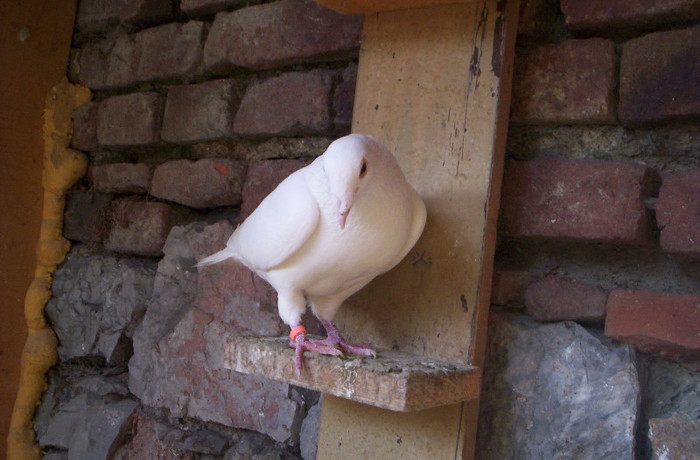 100_2208,mascul de 2010 - porumbei voiajori
