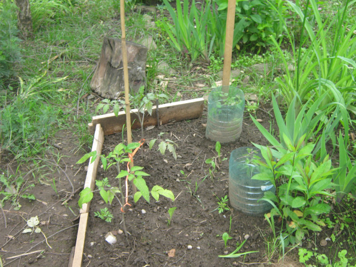 ne simtim bine laolalta cu florile - Tomate 2012