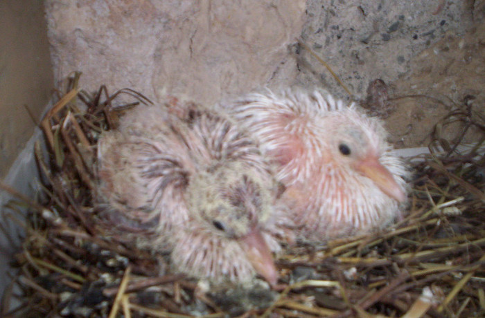 100_2152pui la 8 zile