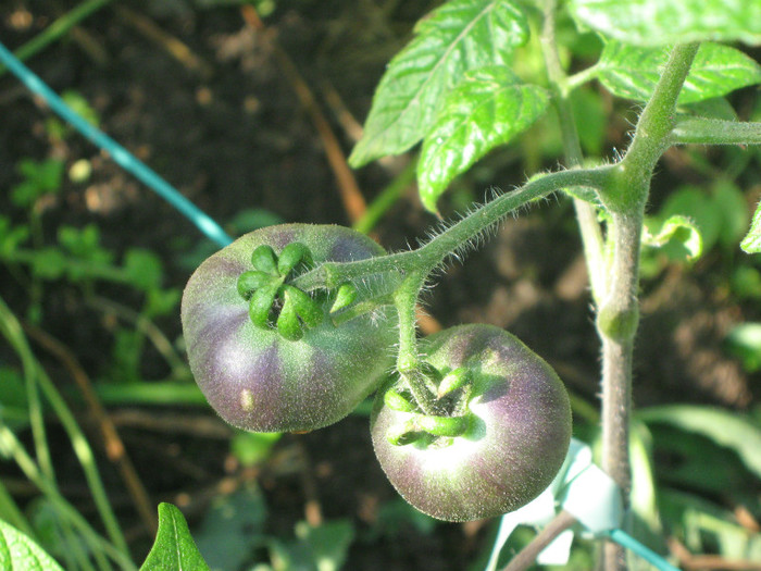 OSU este printre primii - Tomate 2012