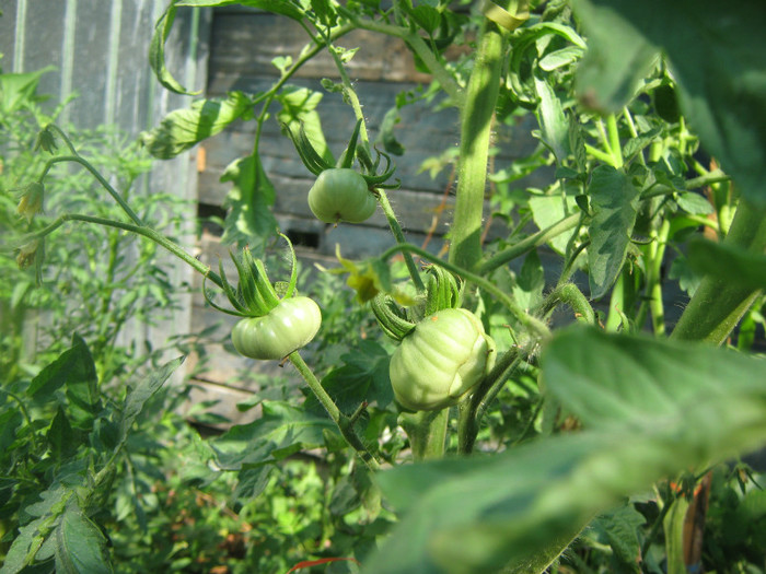 1884 - Tomate 2012