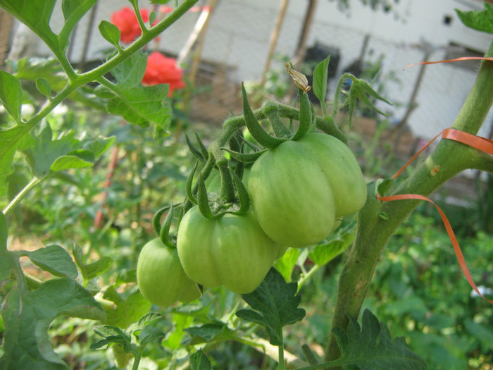 Illuzia - Tomate 2012