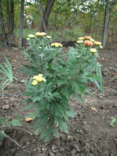 Picture 085 - Crizanteme