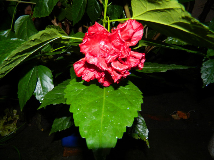 DSCN8883