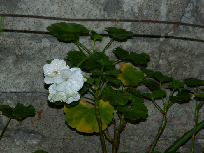 DSCN8887