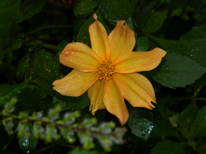 DSCN8890