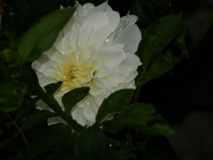 DSCN8891