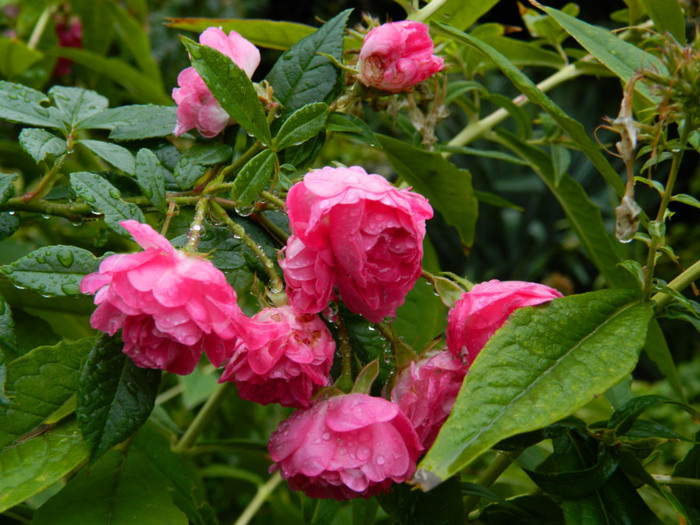 DSCN8895