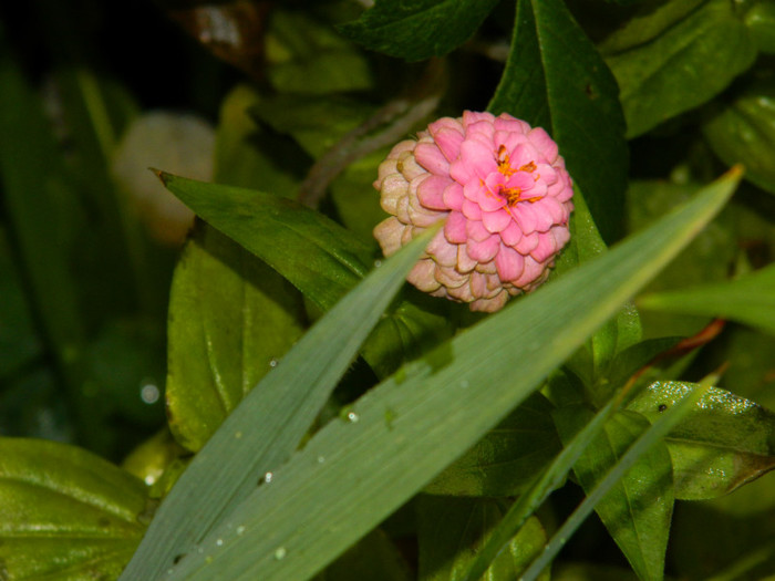DSCN8899
