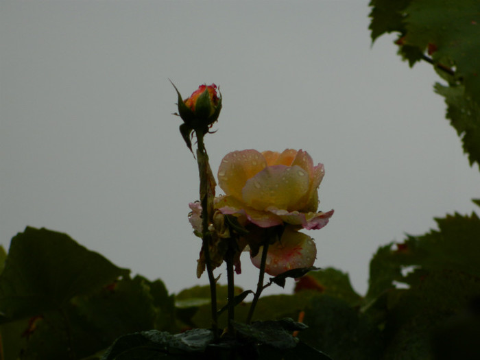 DSCN8901
