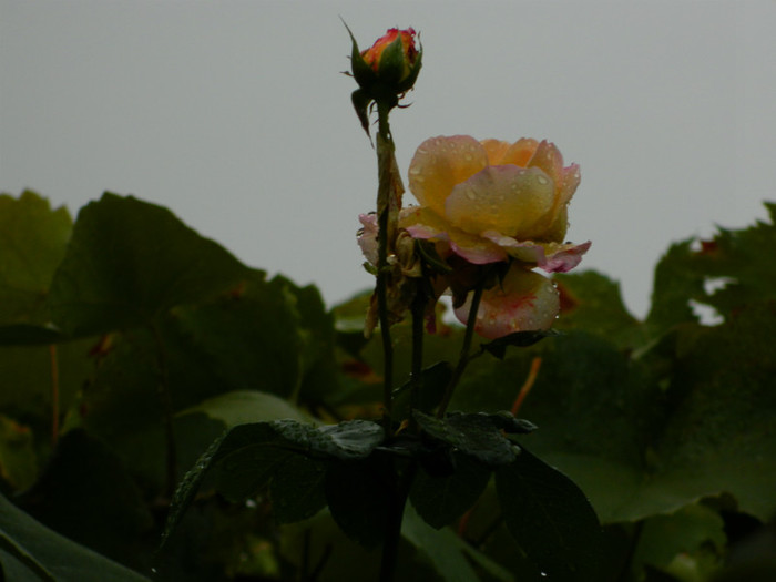 DSCN8902