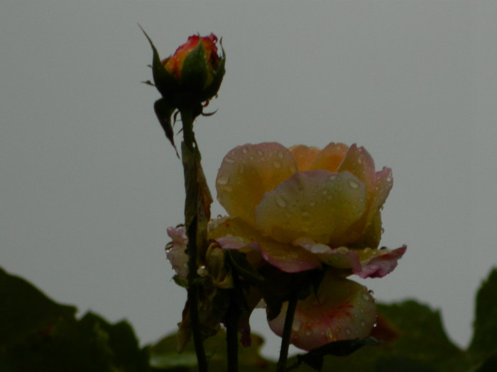 DSCN8903