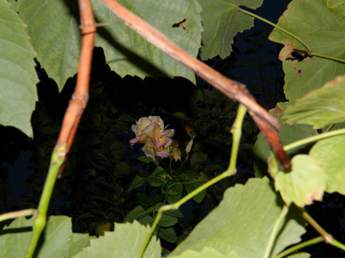 DSCN8913