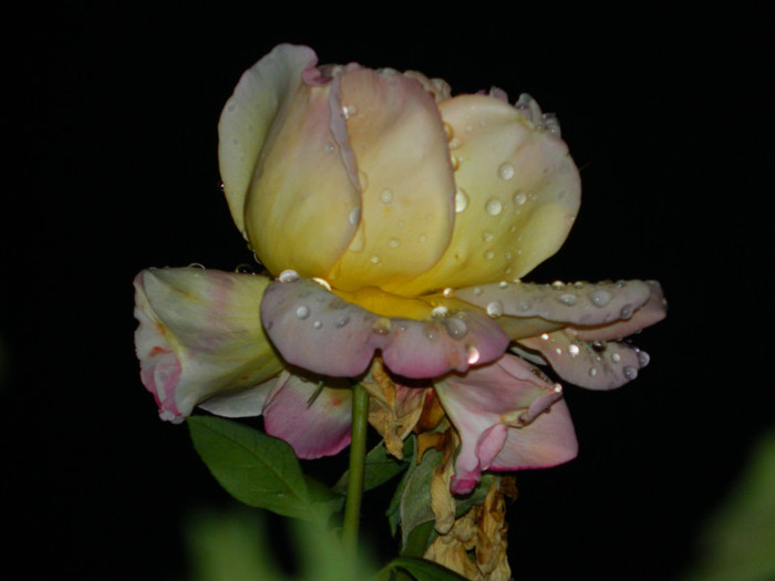 DSCN8916