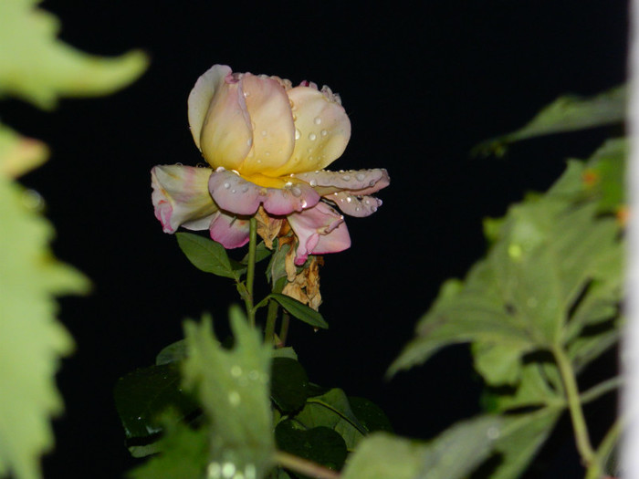 DSCN8919