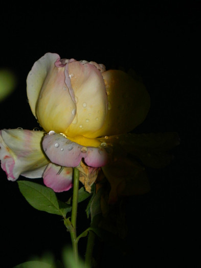 DSCN8922