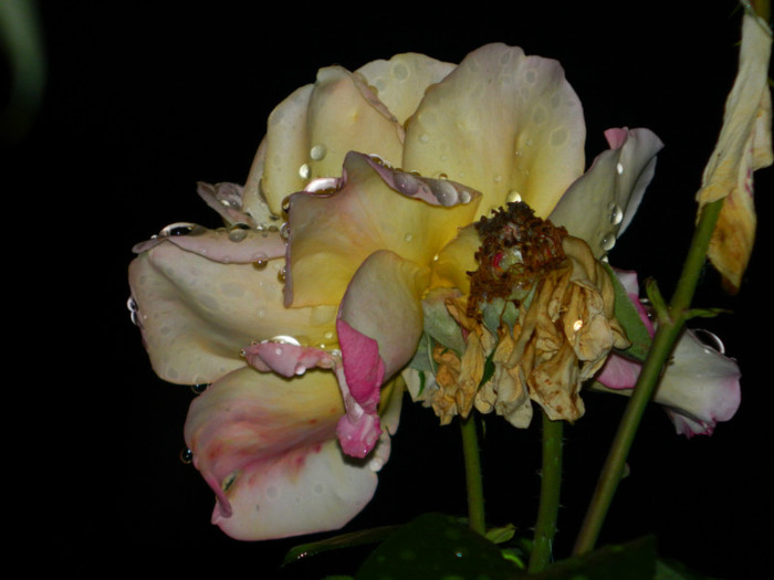 DSCN8923