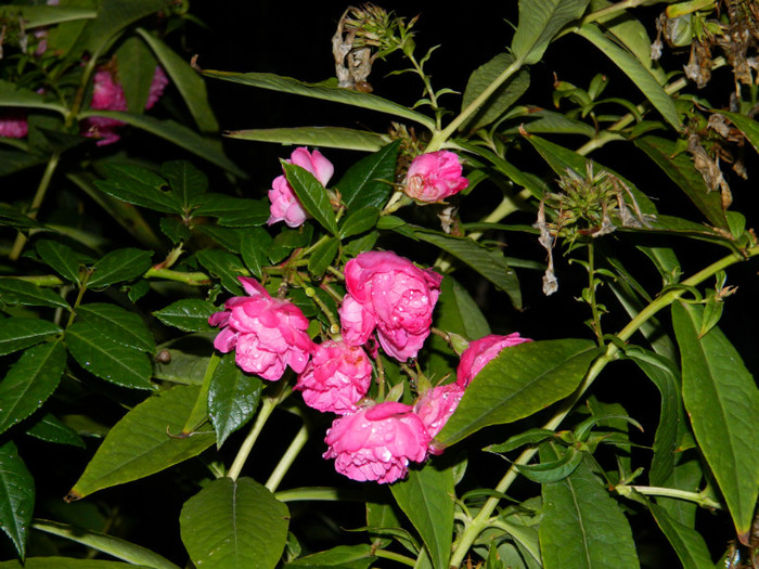 DSCN8924