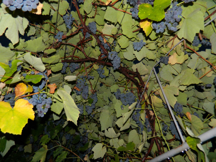 DSCN8952