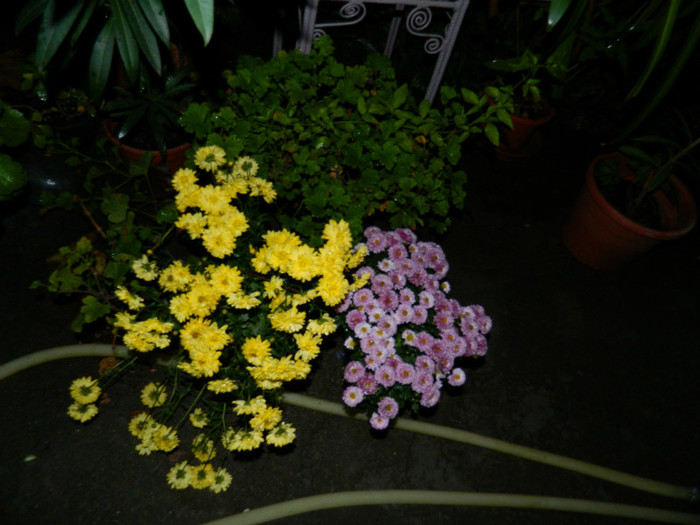 DSCN8956