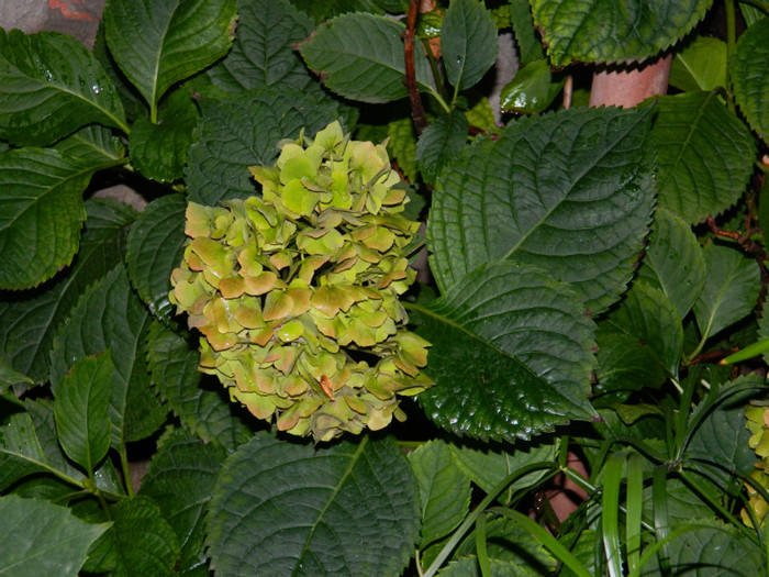 DSCN8967