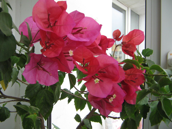 IMG_7222 - Flori 2012