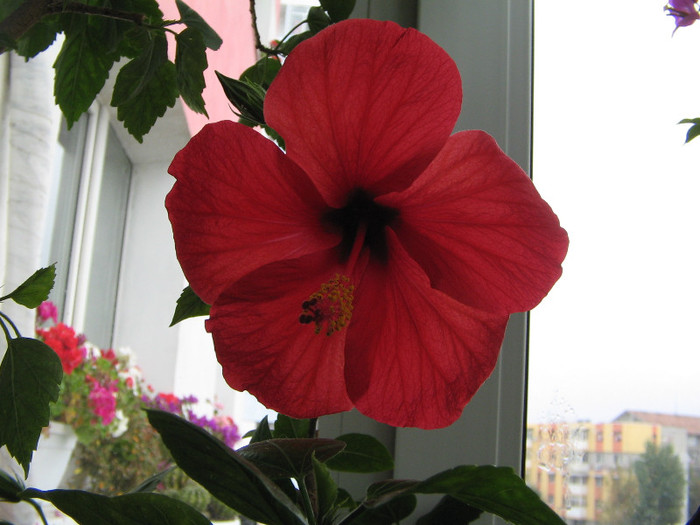 IMG_7230 - Flori 2012