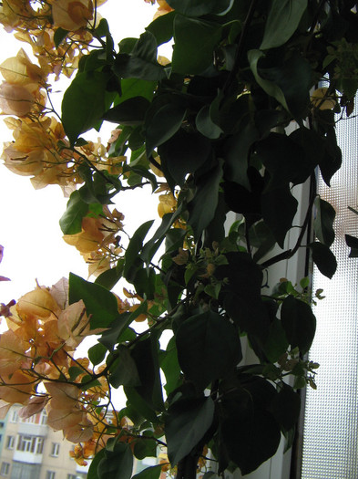 IMG_7265 - Flori 2012