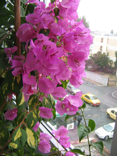 IMG_7279 - Flori 2012