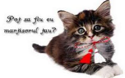 cine crede ca pisicile sunt dragalase sa dea un com