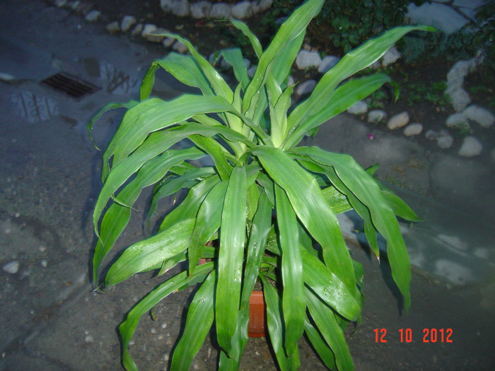 Picture 524 - 0-DRACAENA