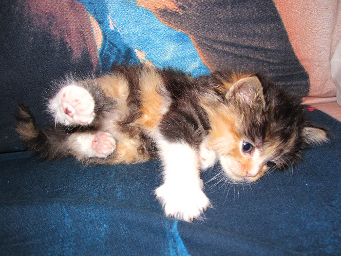 IMG_5028 - NORVEGIANA