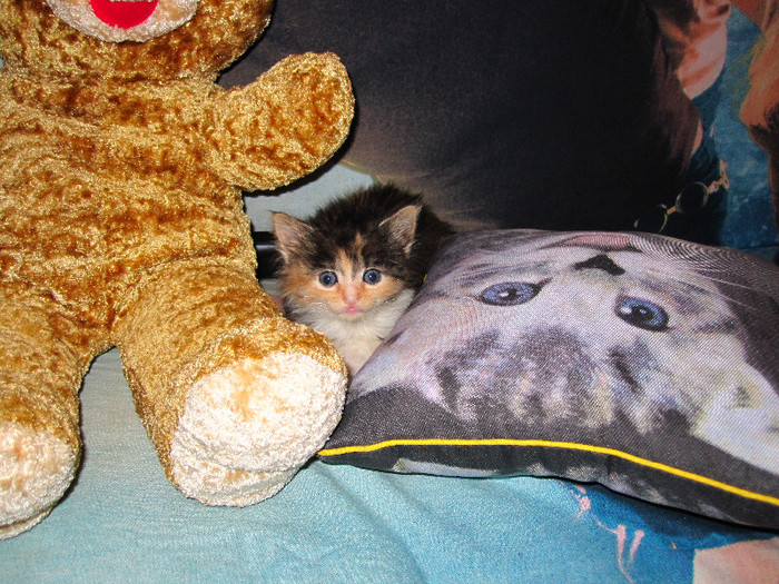 IMG_5030 - NORVEGIANA