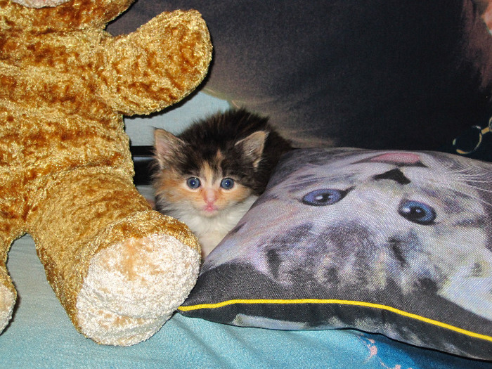 IMG_5031 - NORVEGIANA