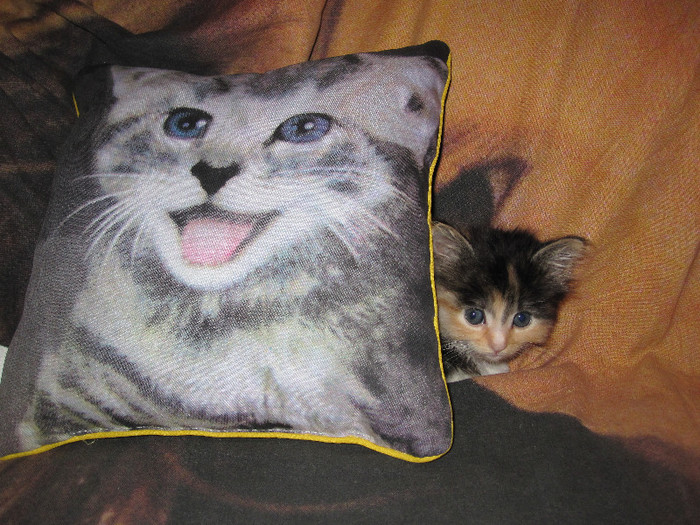 IMG_5084 - NORVEGIANA