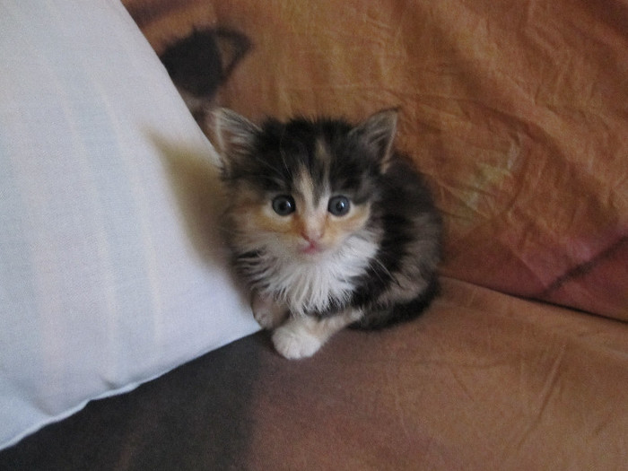 IMG_5093 - NORVEGIANA