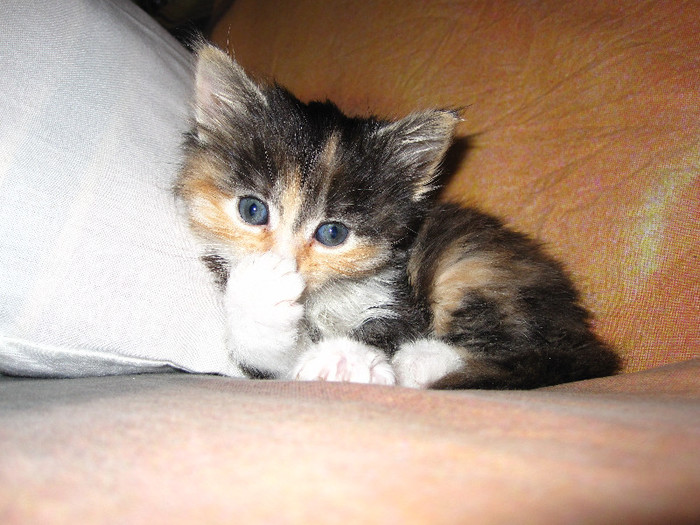 IMG_5105 - NORVEGIANA