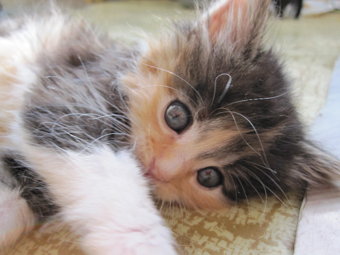 IMG_5209 - NORVEGIANA